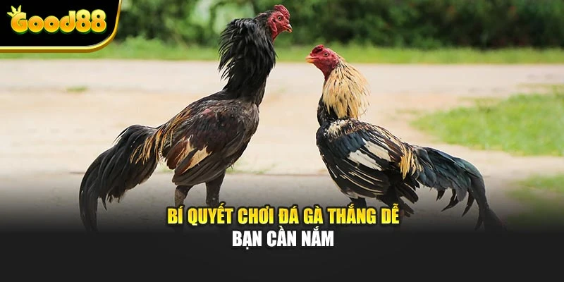 Bí quyết chơi đá gà thắng dễ