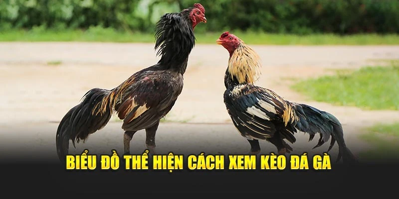 Biểu đồ thể hiện cách xem kèo đá gà