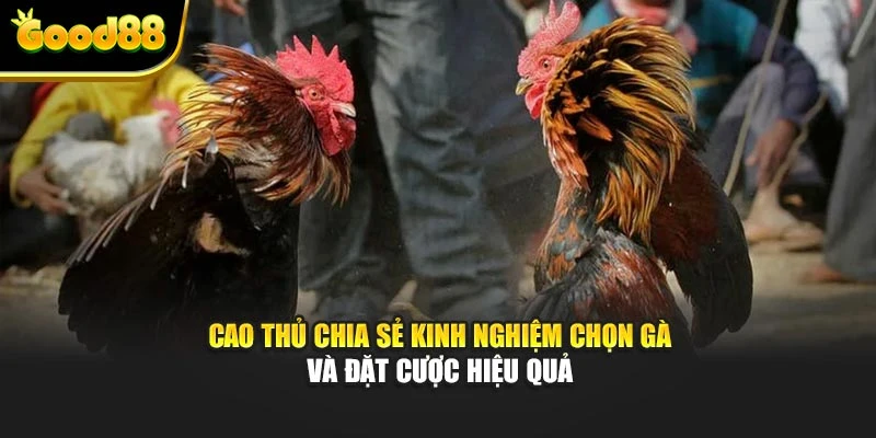 Cao thủ chia sẻ kinh nghiệm chọn gà và đặt cược hiệu quả