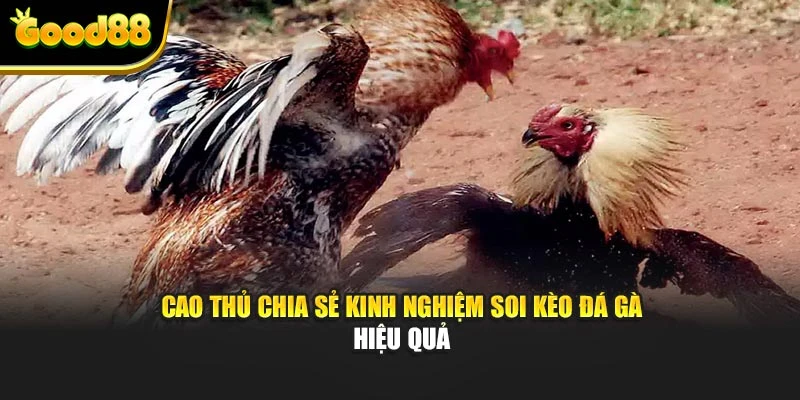 Cao thủ chia sẻ kinh nghiệm soi kèo đá gà hiệu quả