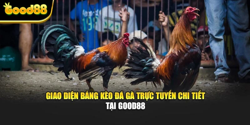 Giao diện bảng kèo đá gà trực tuyến chi tiết tại Good88