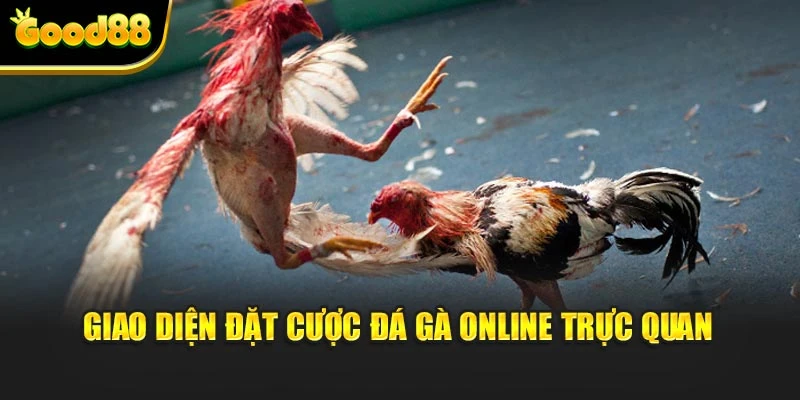 Giao diện đặt cược đá gà online trực quan