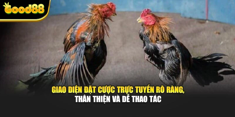 Giao diện đặt cược trực tuyến rõ ràng, thân thiện và dễ thao tác