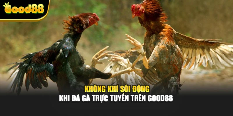 Không khí sôi động khi đá gà trực tuyến trên Good88