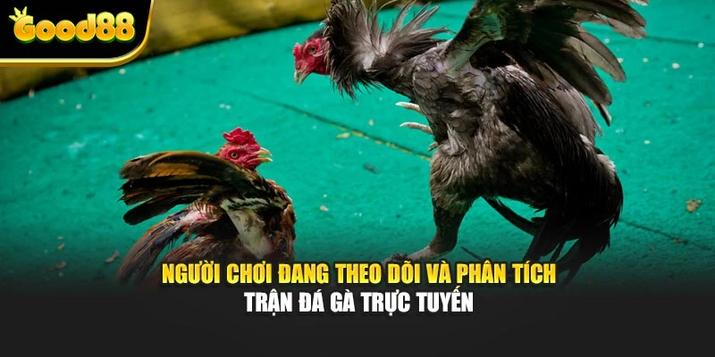 Người chơi đang theo dõi và phân tích trận đá gà trực tuyến