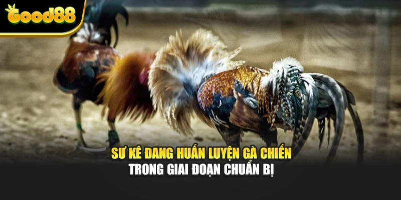 Sư kê đang huấn luyện gà chiến trong giai đoạn chuẩn bị