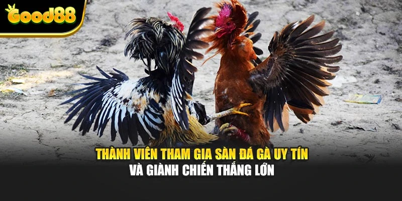 Thành viên tham gia sàn đá gà uy tín và giành chiến thắng lớn