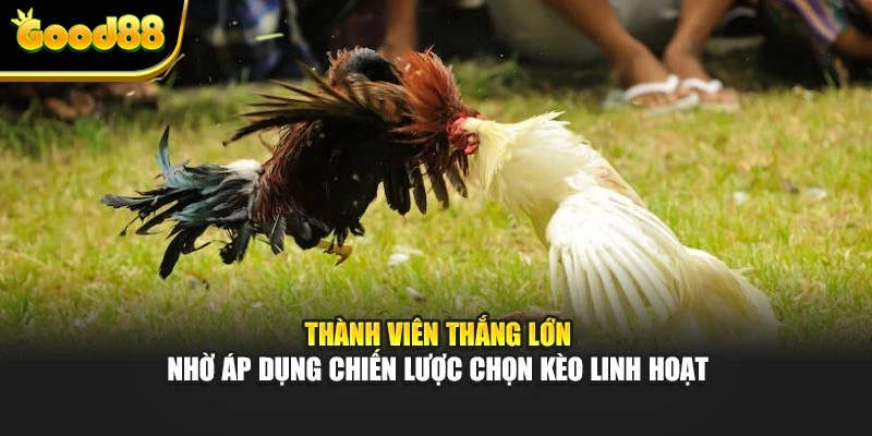 Thành viên thắng lớn nhờ áp dụng chiến lược chọn kèo linh hoạt