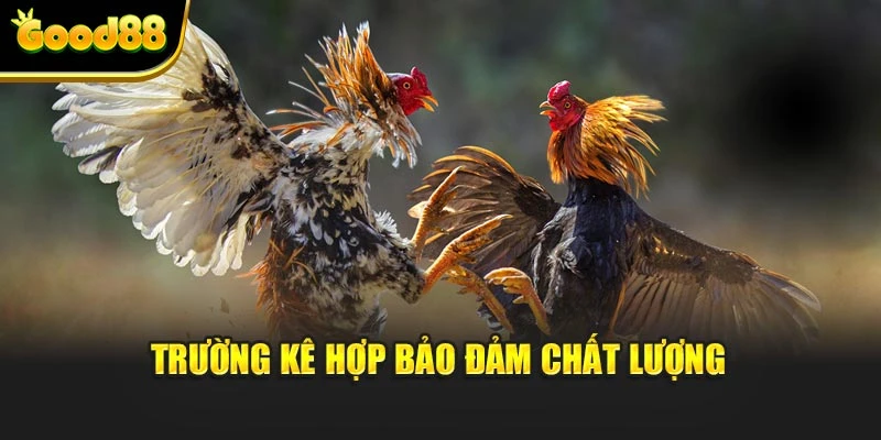 Trường kê hợp bảo đảm chất lượng
